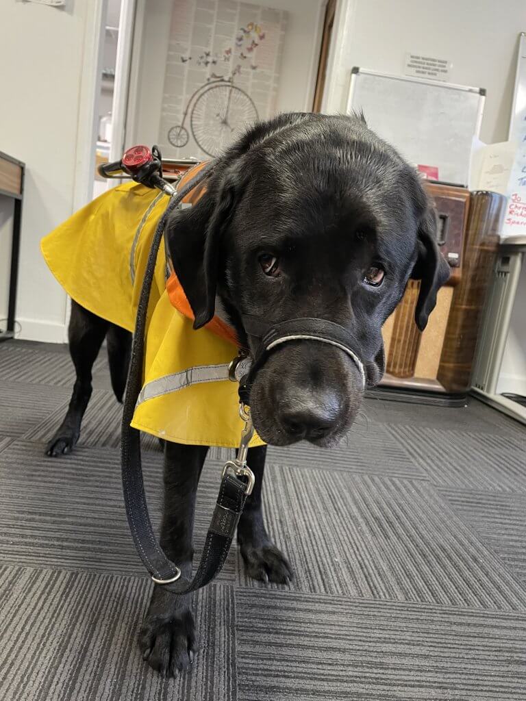 Picture of a black Labrador Retriever Dog, named shadow, wearing his Guide Dog raincoat.